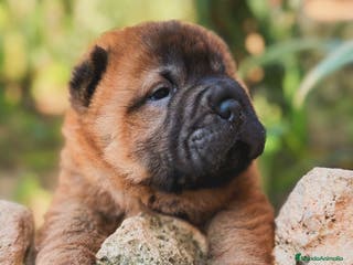 Shar Pei perros shar pei maxima calidad bebes preciosos en Málaga - Anuncio 8