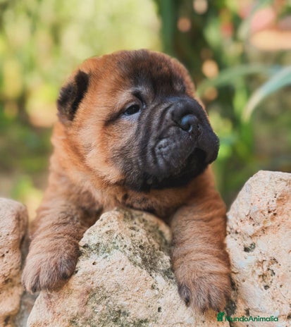 Shar Pei perros en Málaga - Anuncio 4