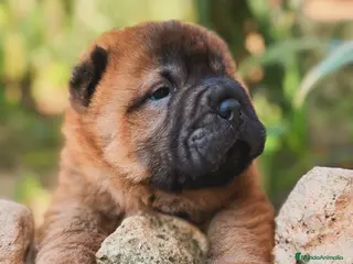 Shar Pei perros shar pei maxima calidad bebes preciosos en Málaga - Anuncio 9