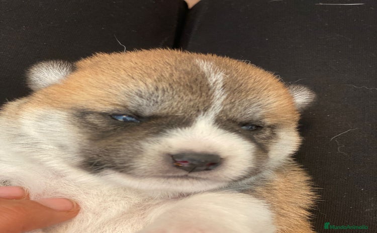 Shiba Inu perros - Anuncio 3