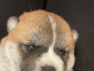 Shiba Inu perros - Anuncio 1