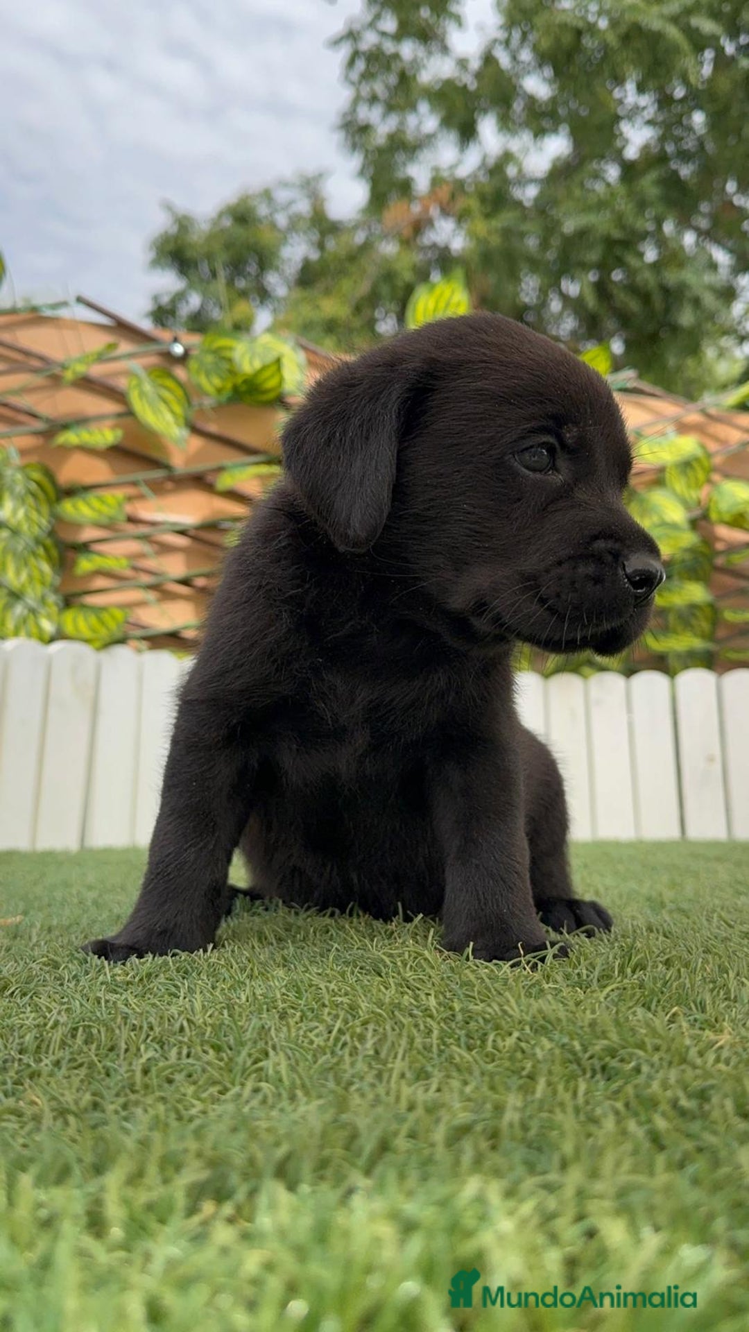 Labrador Retriever perros en venta: LABRADOR MACHO - Imagen 13