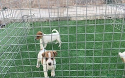 Jack Russell Terrier perros en venta: Jack Russell terrier  - Imagen 6
