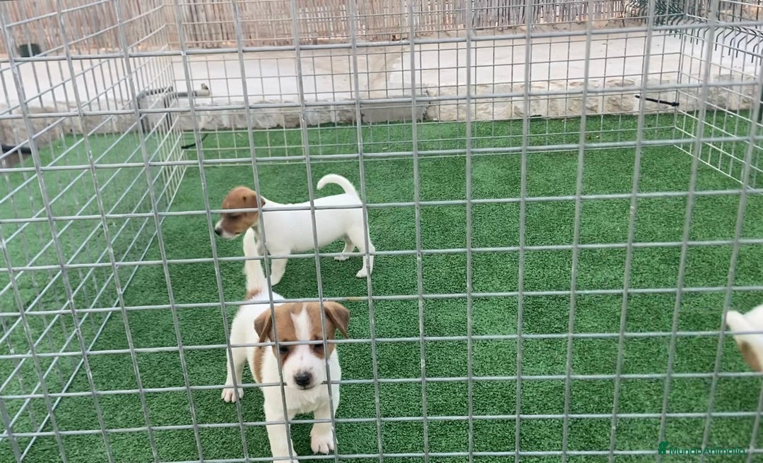 Jack Russell Terrier perros en venta: Jack Russell terrier  - Imagen 6