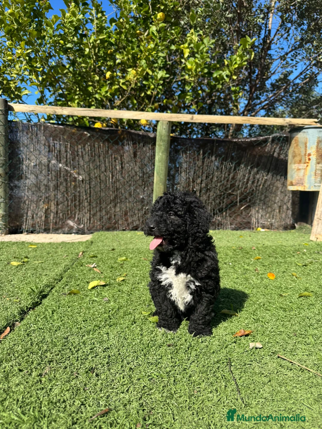 Perro de Agua Español perros en venta: PERRO DE AGUA ESPAÑOL - Anuncio 2