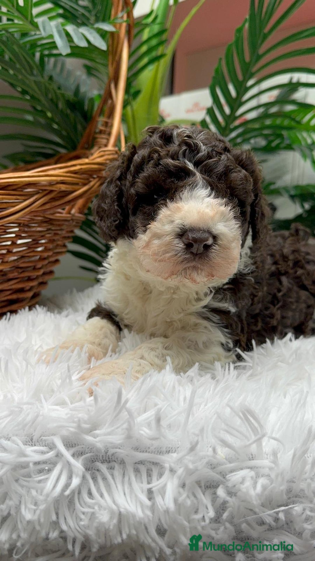 Perro de Agua Español perros en venta: PERRO DE AGUA ESPAÑOL MACHO - Anuncio 5