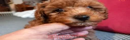 Caniche Toy perros en venta: Caniches Toy rojos - Anuncio 4
