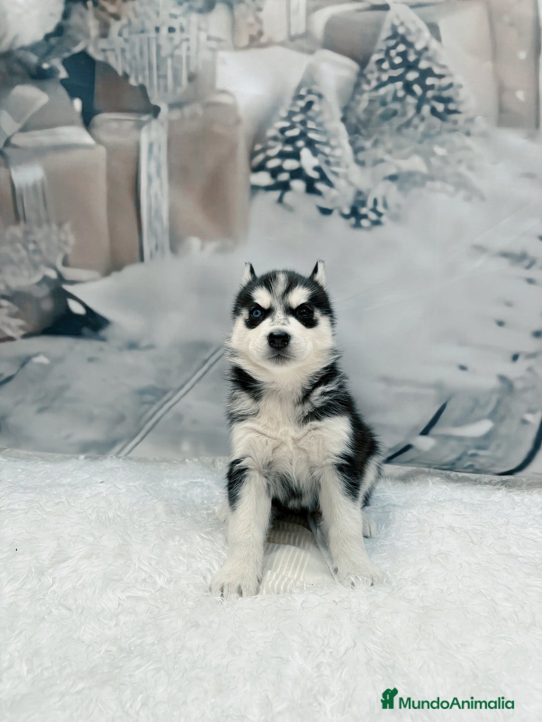 Husky Siberiano perros en venta: Cachorros husky siberianos  - Anuncio 3