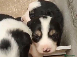 Border Collie perros - Anuncio 2