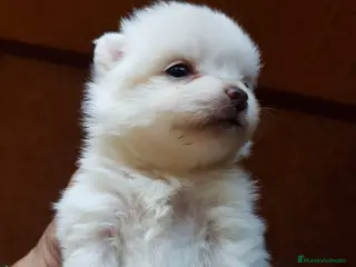 Pomerania perros Lulú de Pomerania - Anuncio 1