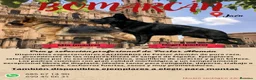 Pastor Alemán perros en venta: Hembra de color negro solido - Anuncio 2