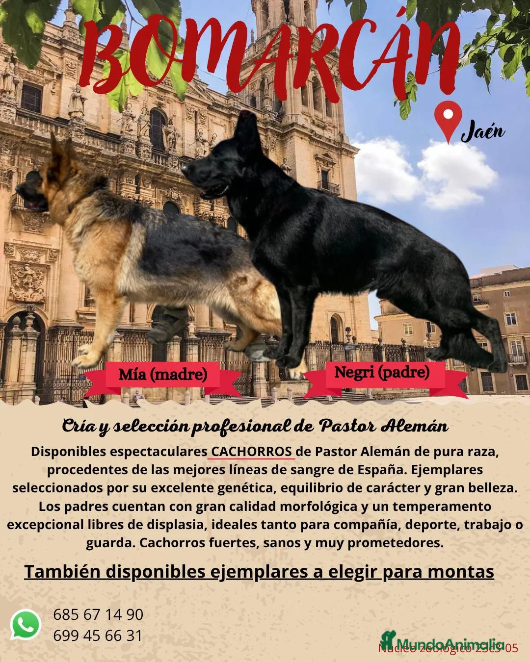 Pastor Alemán perros en venta: Hembra de color negro solido - Anuncio 2