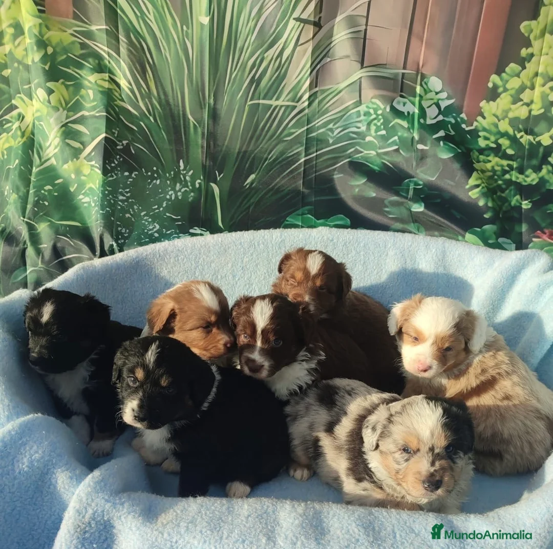 Pastor Miniatura Americano perros en venta: CACHORROS PASTOR AMERICANO MINIATURA - Anuncio 4