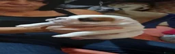 Bulldog Inglés perros en venta: Cachorro bulldog ingles  - Anuncio 10