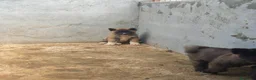 Akita Americano perros en venta: Akita americano  - Anuncio 3