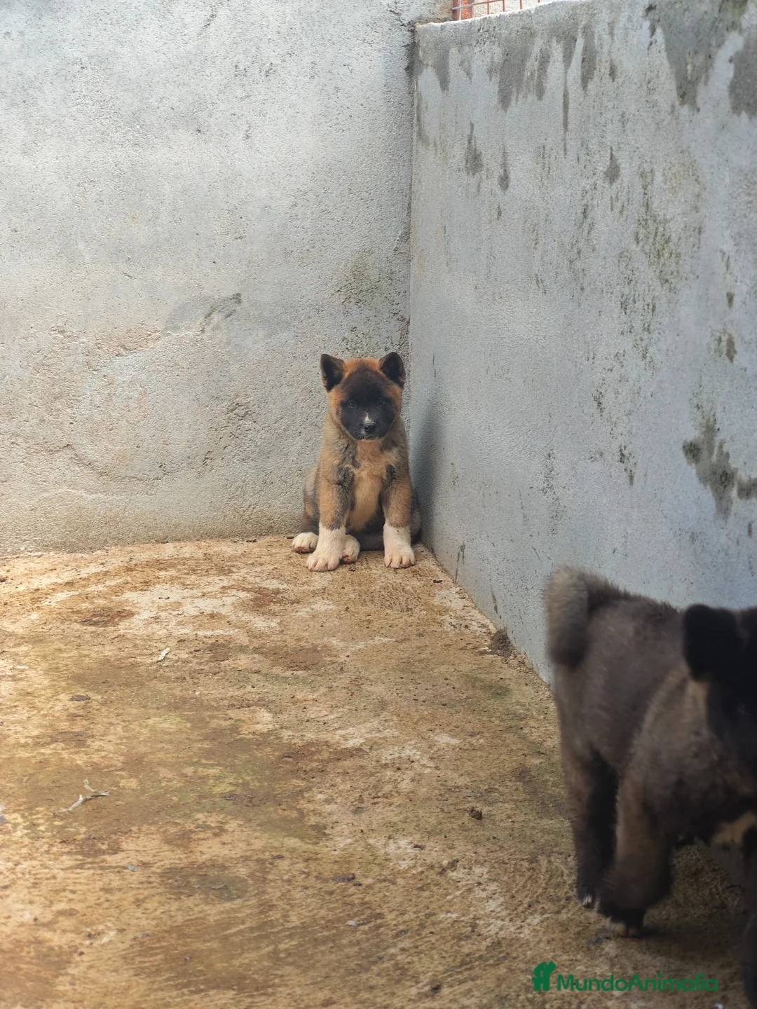 Akita Americano perros en venta: Akita americano  - Anuncio 3