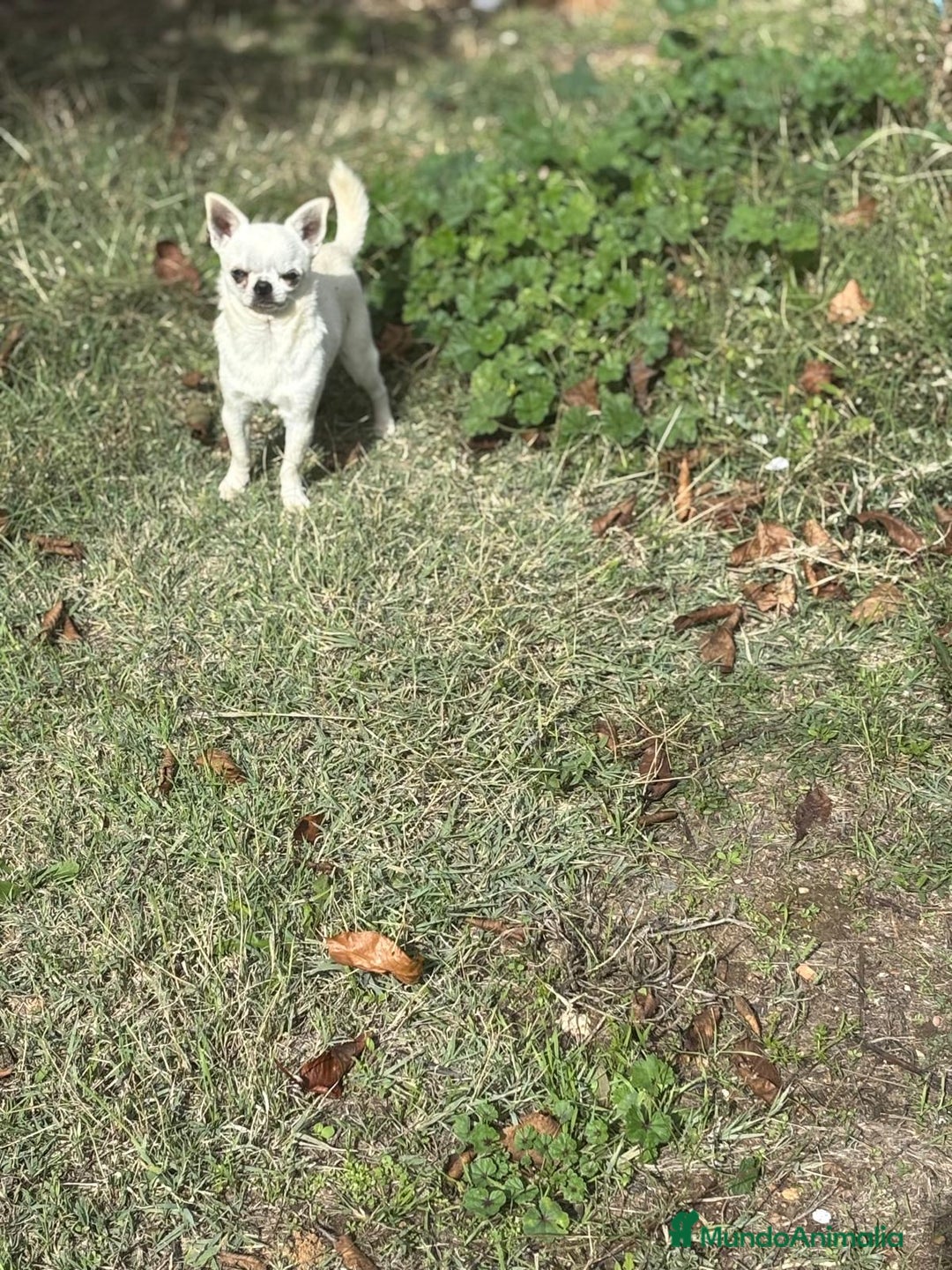 Chihuahua perros en venta: Chihuahua toy listo para entregar!! - Imagen 5