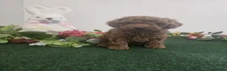 Caniche Toy perros en venta: EJEMPLARES DE CANICHE TOY  - Anuncio 3