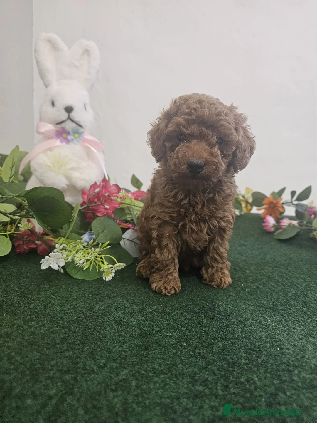 Caniche Toy perros en venta: EJEMPLARES DE CANICHE TOY  - Anuncio 3