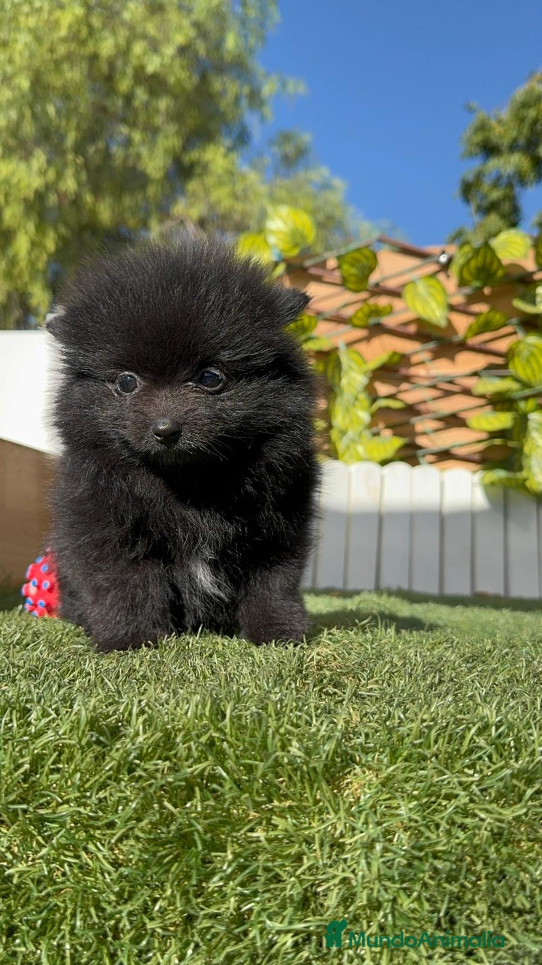 Pomerania perros en venta: POMERANIA HEMBRA - Imagen 8