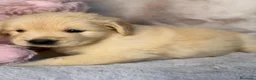 Golden Retriever perros en venta: GOLDEN RETRIEVER DORADO - Anuncio 7