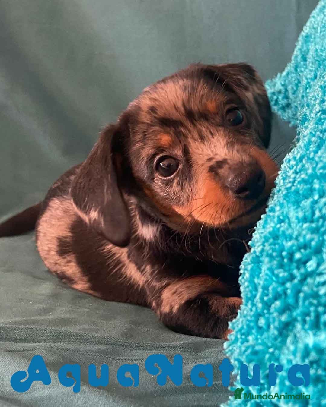 Teckel perros Teckel Hembra de Tita Junior 5844  AQUANATURA en Barcelona - Anuncio 22