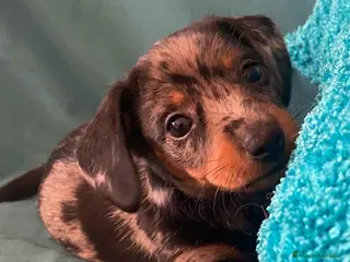 Teckel perros Teckel Hembra de Tita Junior 5844 AQUANATURA en Barcelona - Anuncio 25