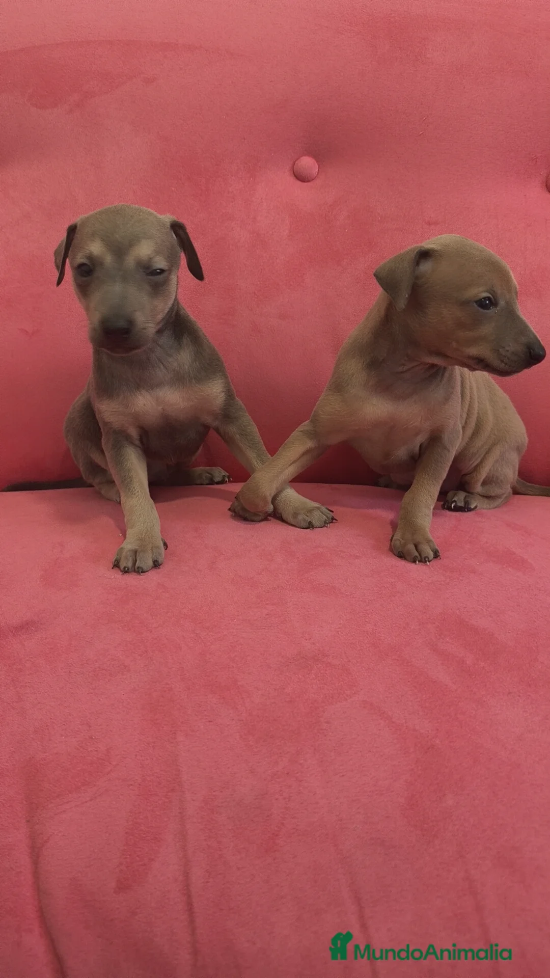 Pequeño Lebrel Italiano perros en venta: Pequeño lebrel Italiano FincaPaunais - Anuncio 3