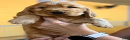 Cocker Spaniel Inglés perros en venta: Machos Cocker inglés - Anuncio 5