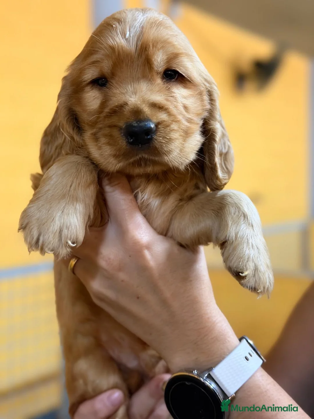 Cocker Spaniel Inglés perros en venta: Machos Cocker inglés - Anuncio 5