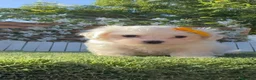 Bichón Maltés perros en venta:  BICHÓN MALTÉS –  COMPAÑERO DE MIRADA DULCE  - Anuncio 5