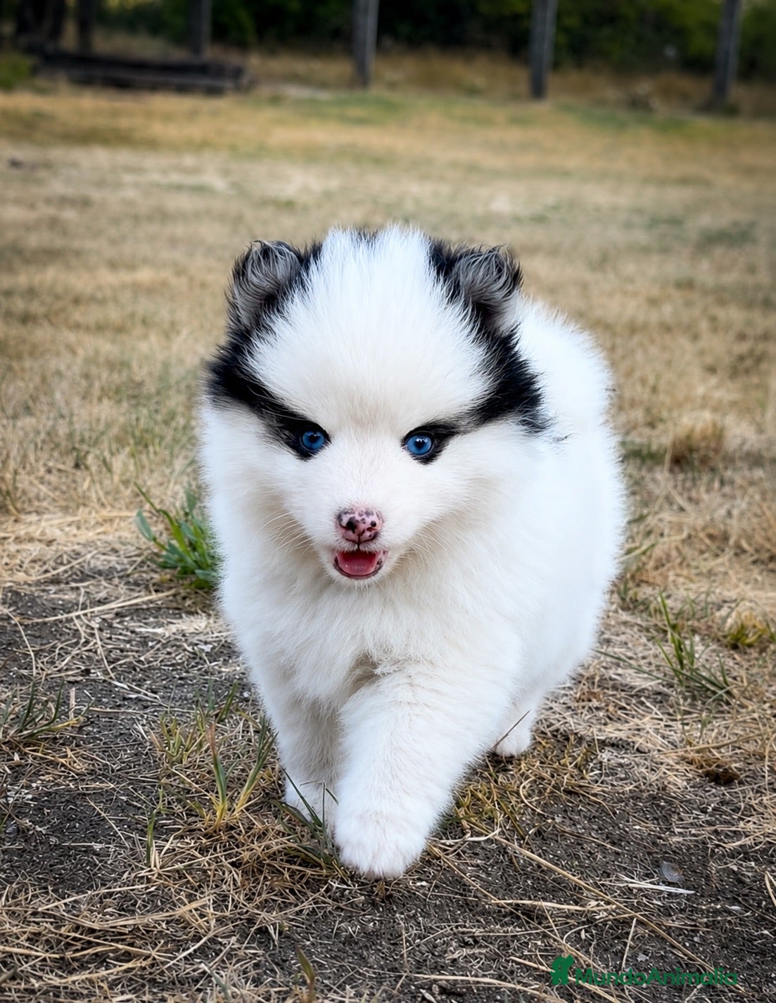 Pomsky perros Pomsky F4 - Anuncio 30