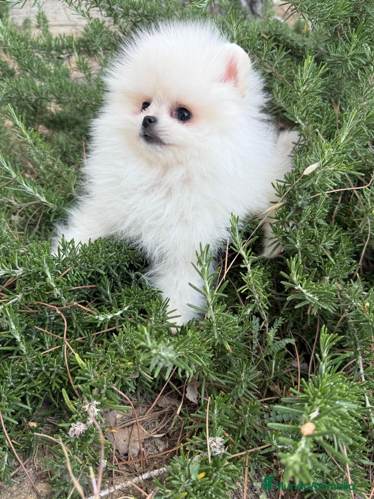 Pomerania perros en venta: Pomerania blanca toy - Anuncio 5