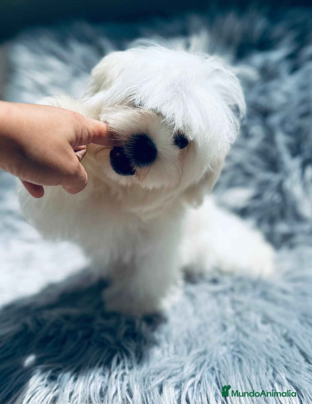 Bichón Maltés perros en venta: Bichon maltés toy  - Imagen 6