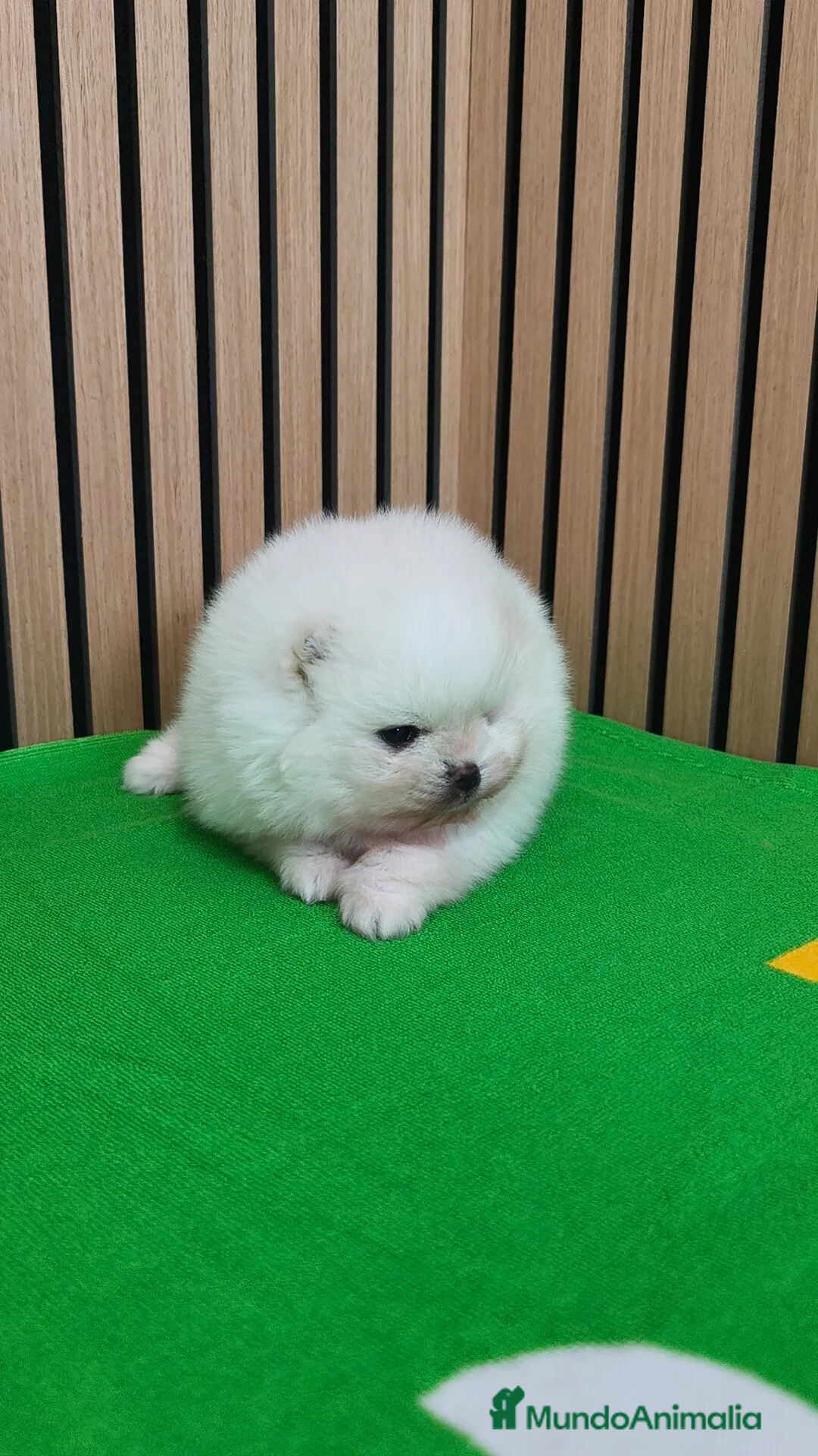 Pomerania perros en venta: Disponible macho y hembra  - Anuncio 6