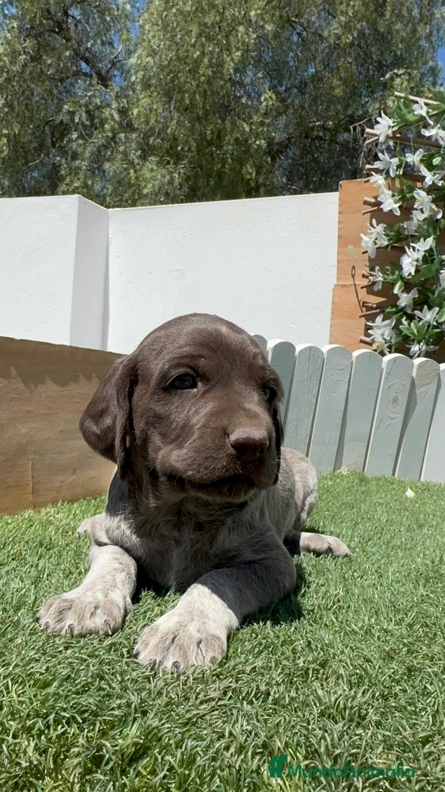 Braco Alemán de Pelo Corto perros en venta: BRACO ALEMAN - Anuncio 5