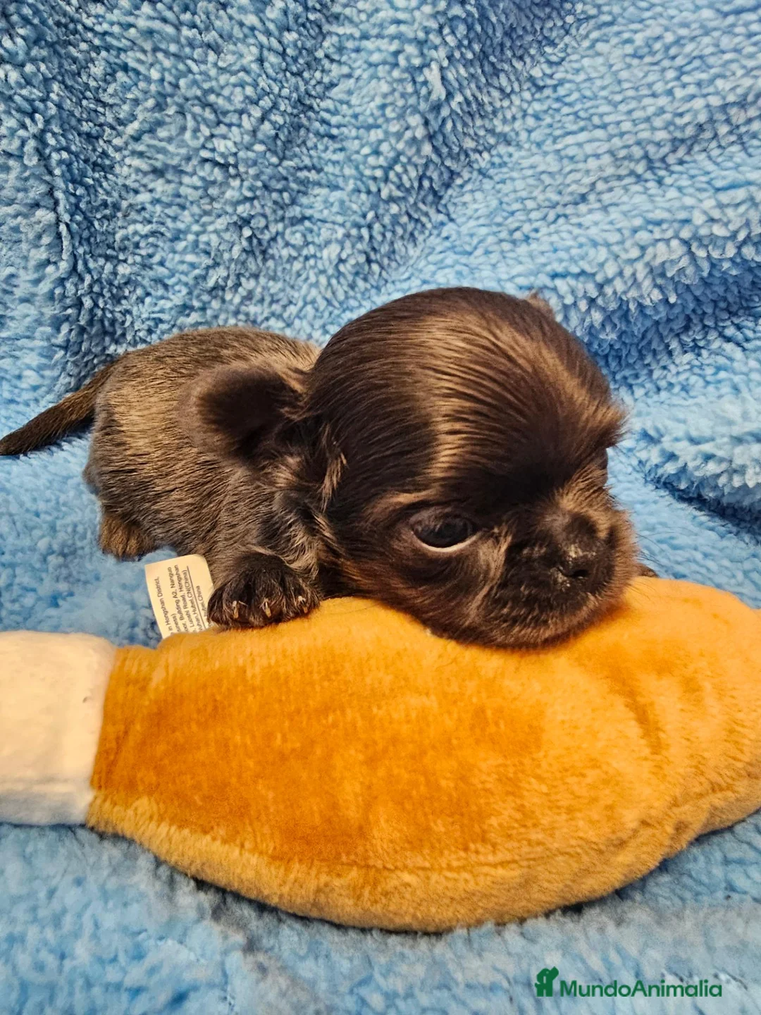 Chihuahua perros en venta: CHIHUAHUA PELO LARGO BLUE  - Anuncio 1