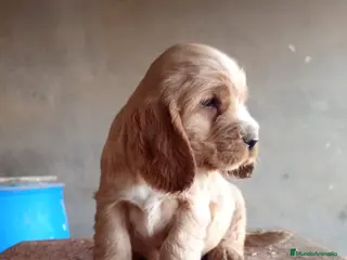 Cocker Spaniel Inglés perros cocker spaniel ingles - Anuncio 1
