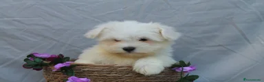 Bichón Maltés Cachorro 12