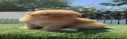 Perro de Agua Español perros en venta: PERRO DE AGUA ESPAÑOL - Anuncio 1