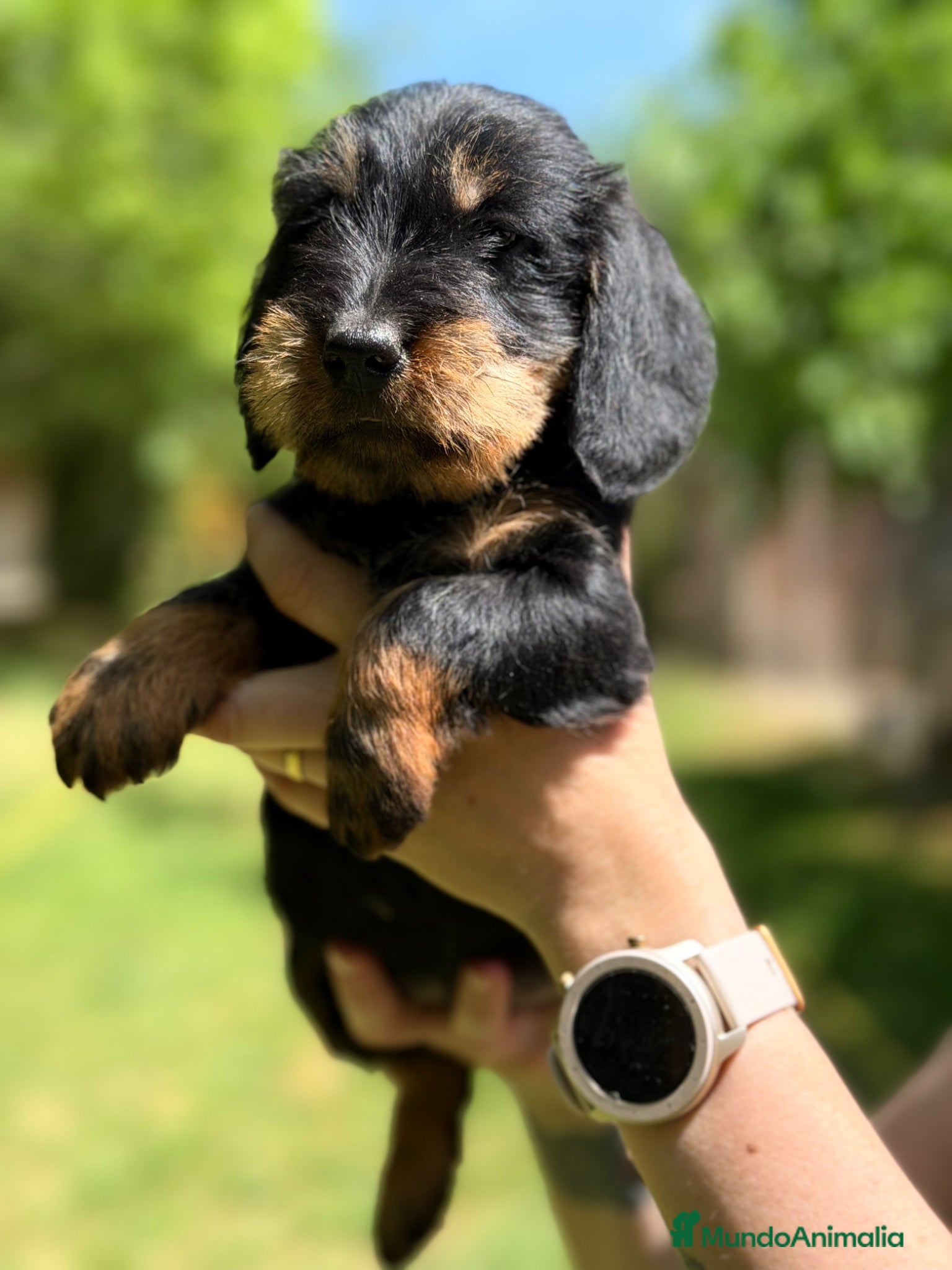 Teckel Miniatura perros Teckel pelo duro  - Anuncio 1