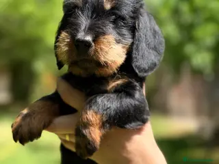 Teckel Miniatura perros Teckel pelo duro - Anuncio 1