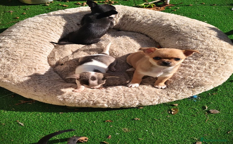 Chihuahua perros Chihuahuas Toy  - Anuncio 2