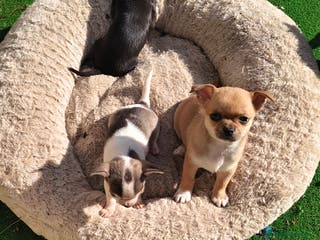 Chihuahua perros Chihuahuas Toy - Anuncio 35