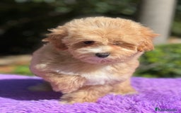 Maltipoo perros en venta: Maltipoo camada - Imagen 6