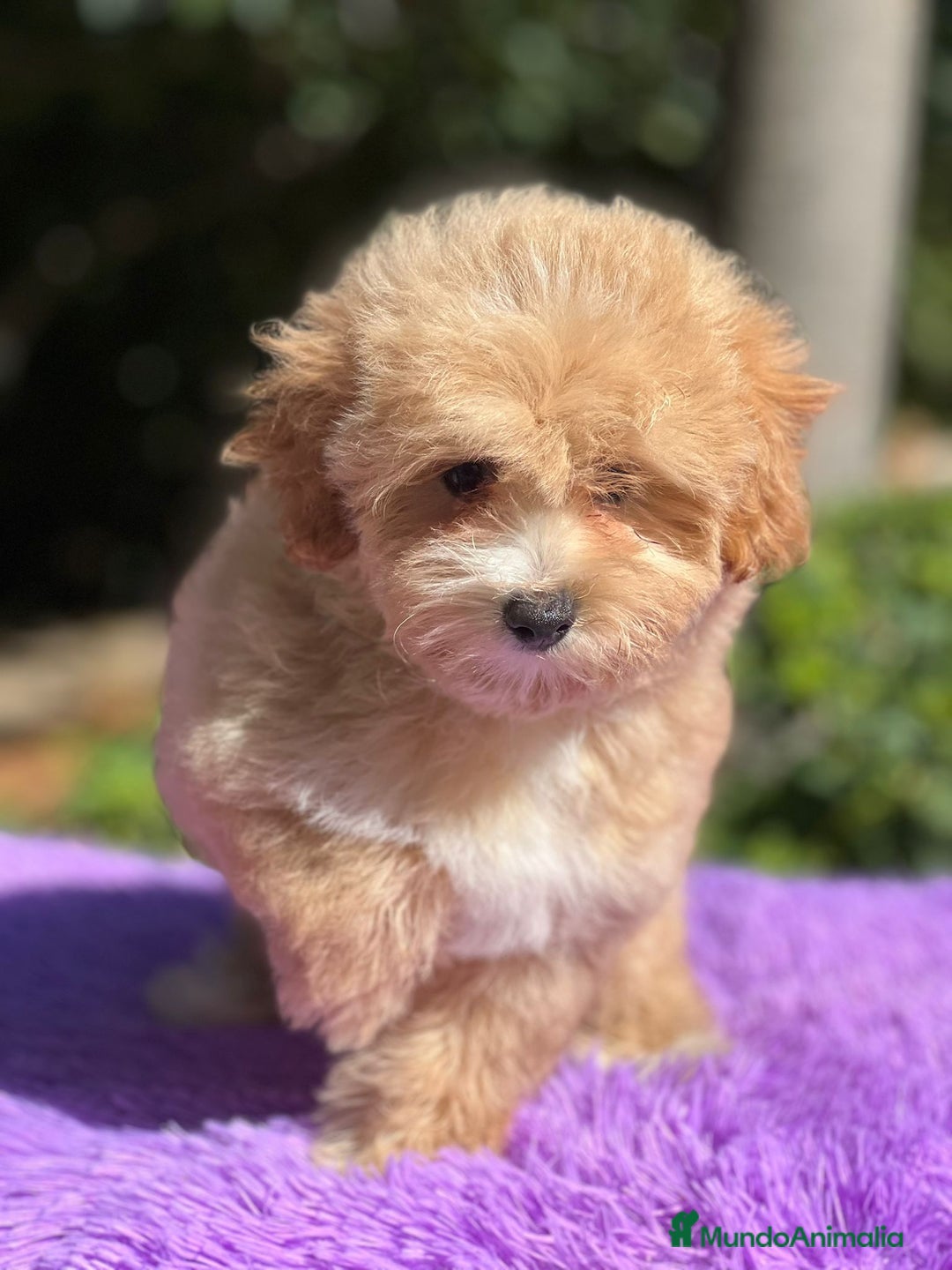 Maltipoo perros en venta: Maltipoo camada - Imagen 6