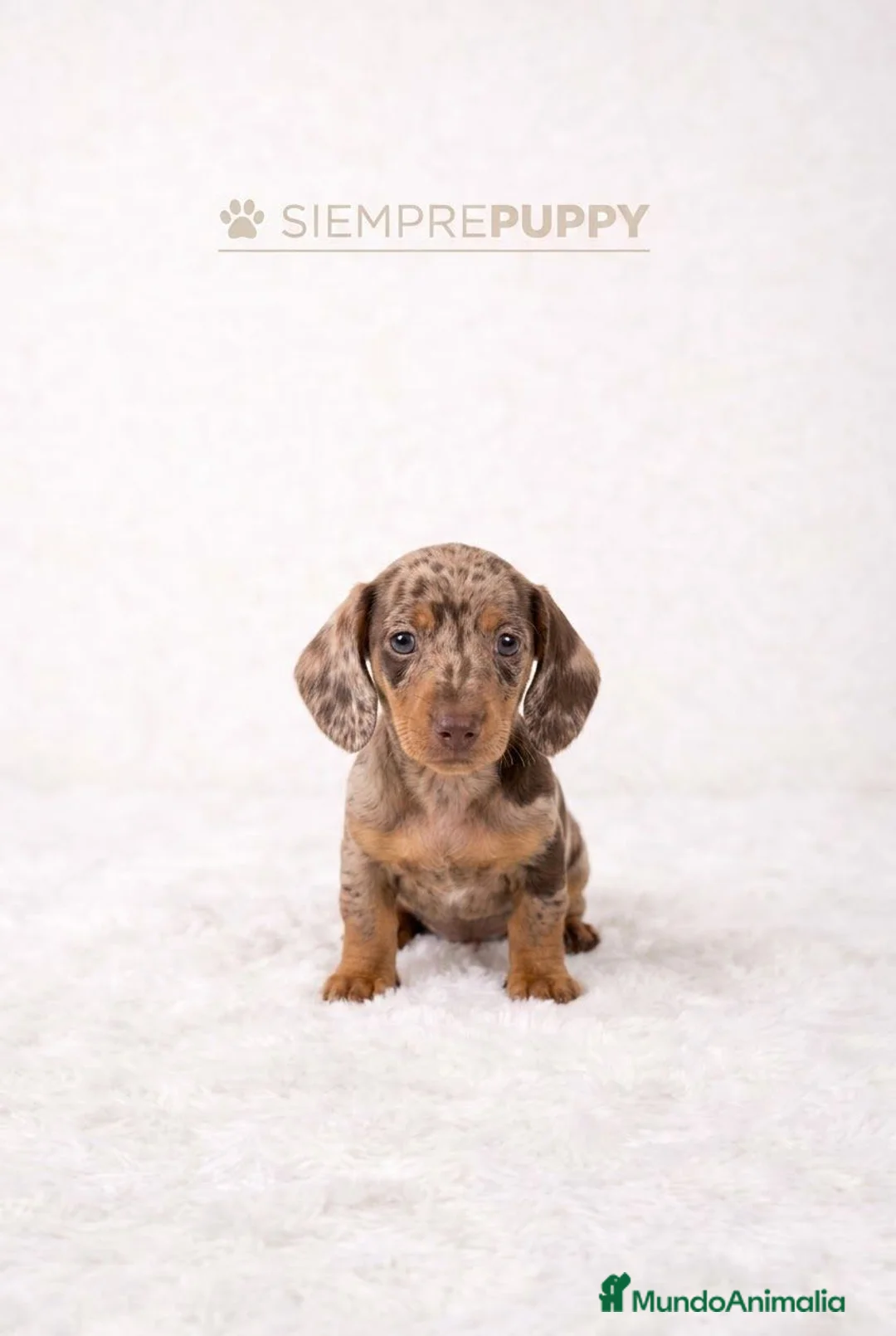 Teckel Miniatura perros en venta: TECKEL MINIATURA CHOCOLATE ARLEQUÍN  - Anuncio 2