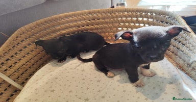 Chihuahua perros - Anuncio 9