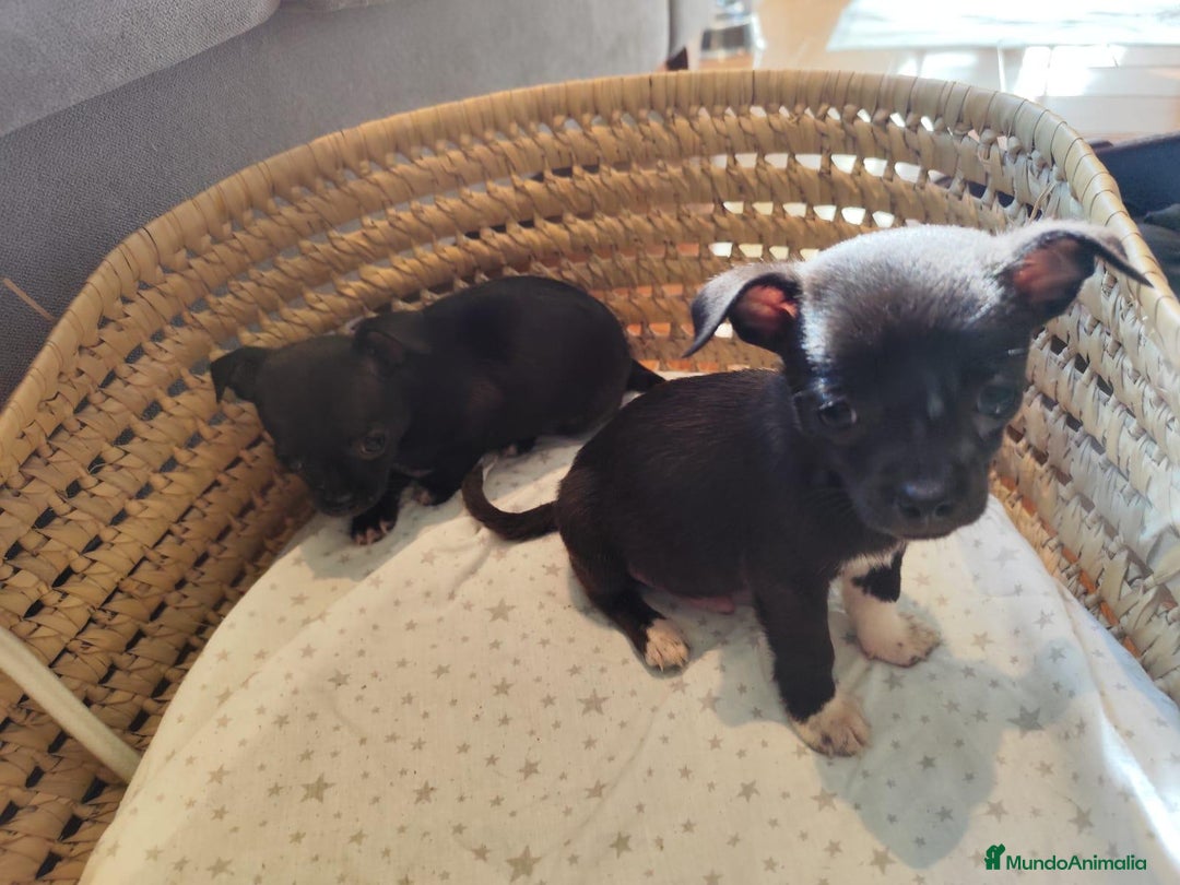 Chihuahua perros en venta: Chihuahua toy cabeza manzana - Imagen 2