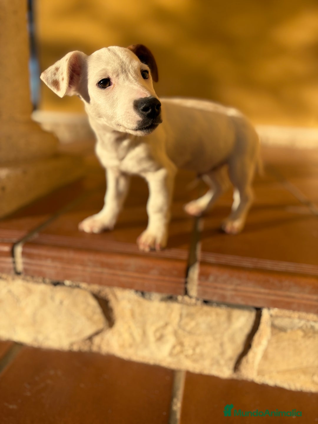 Jack Russell Terrier perros en venta: Cachorro macho de Jack Russell  - Anuncio 13